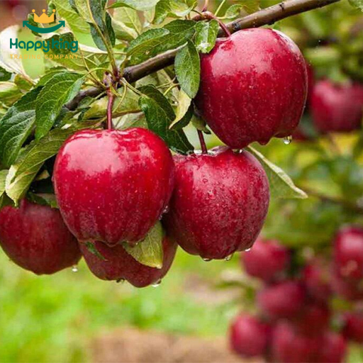 Red Apple