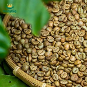 ROBUSTA