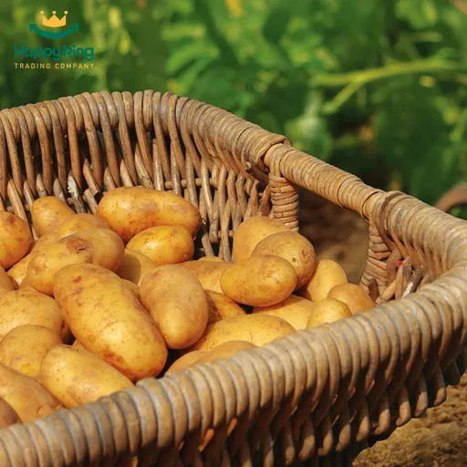 Potato