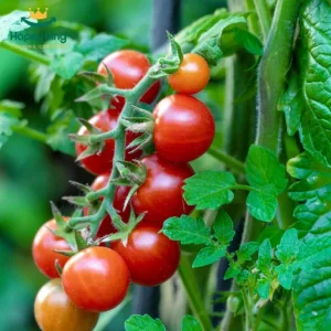 Tomato