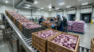 Bulk Purple Garlic Wholesale: The Premium B2B Import Guide